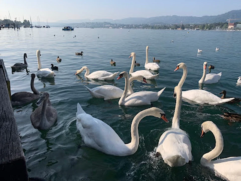 Foto de Lake Zurich