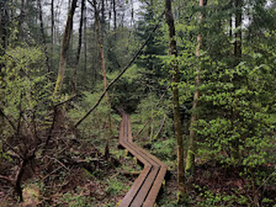 Swamp Trail