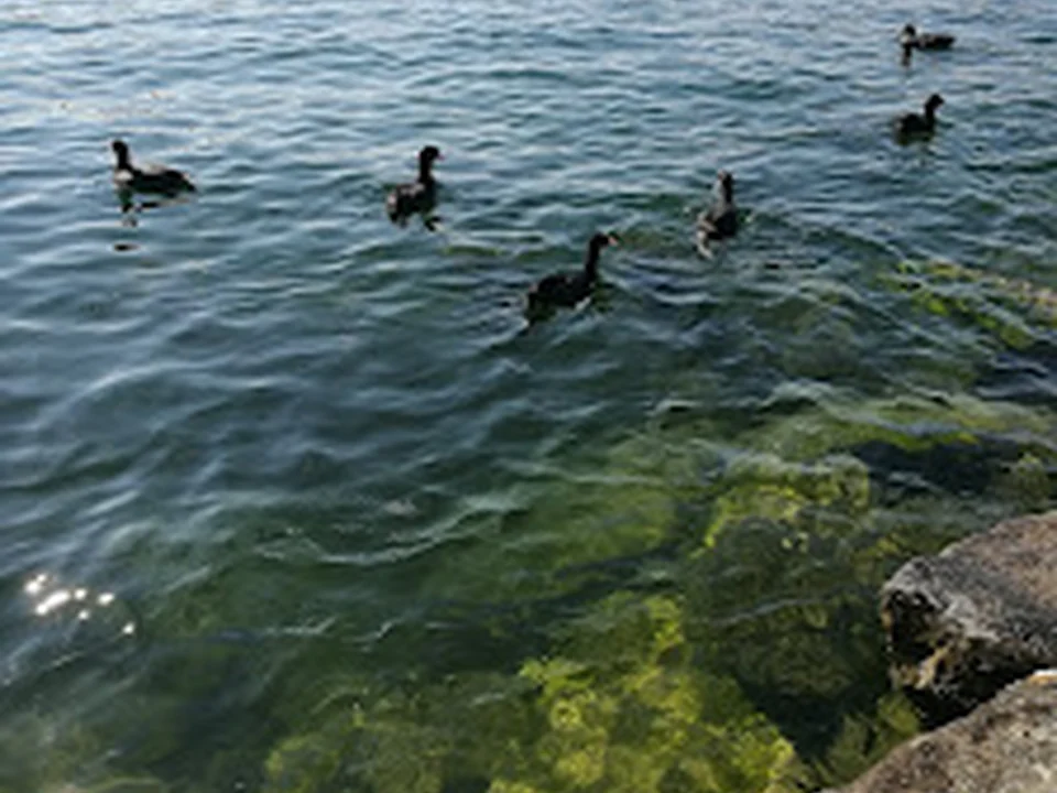 Seebadi Pfäffikon, Zürich