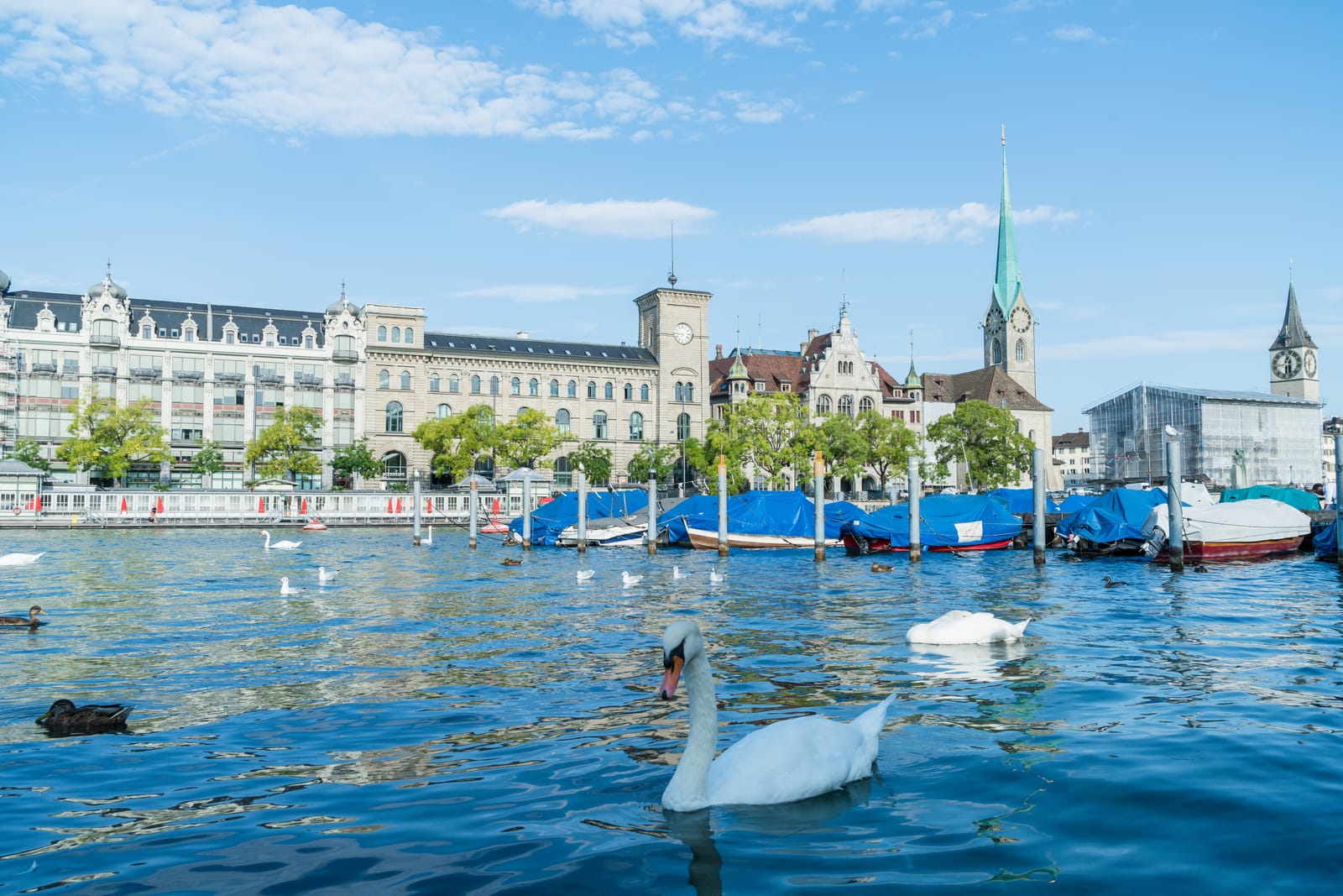 Swans and boats on Lake Zurich by the city waterfront